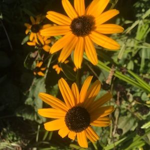 Meet your Posher, Isabellisabella